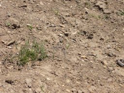 The Corryong Cup 2009